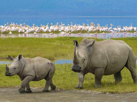 Kim'zebra Adventures and Safaris Limited