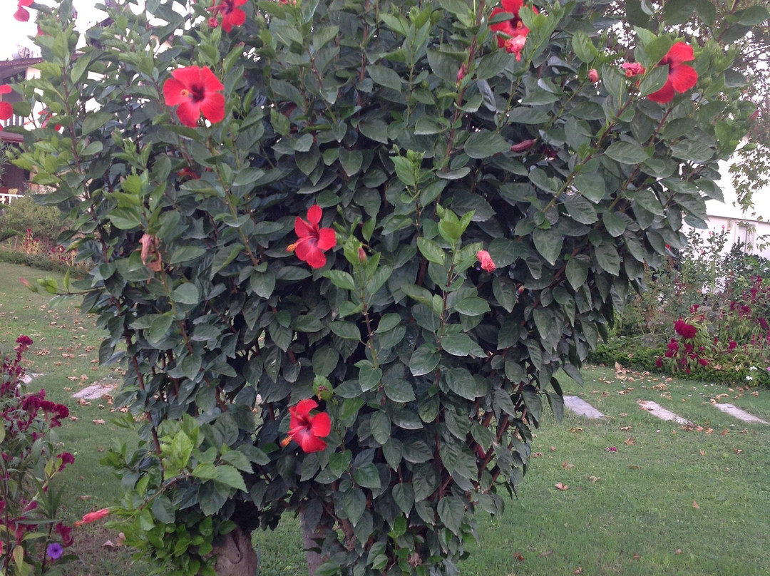 Marvel Tree Hotel Bozyazi主图