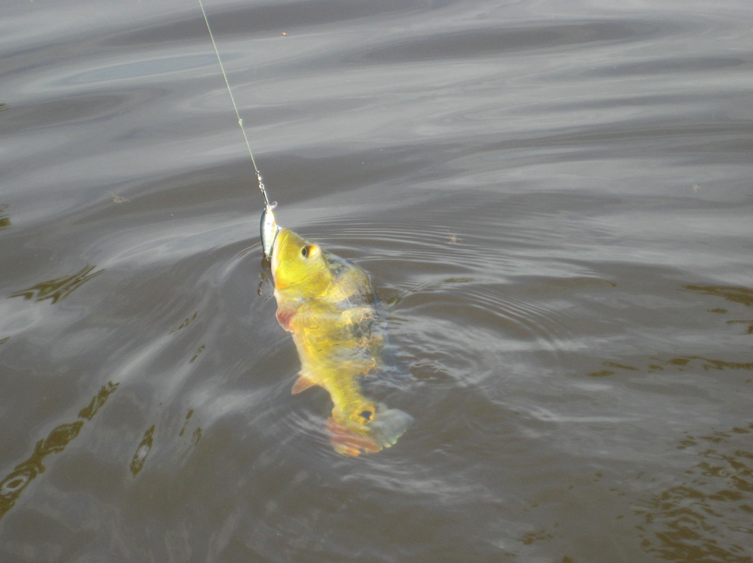Kingfisher Fishing Tours景点图片