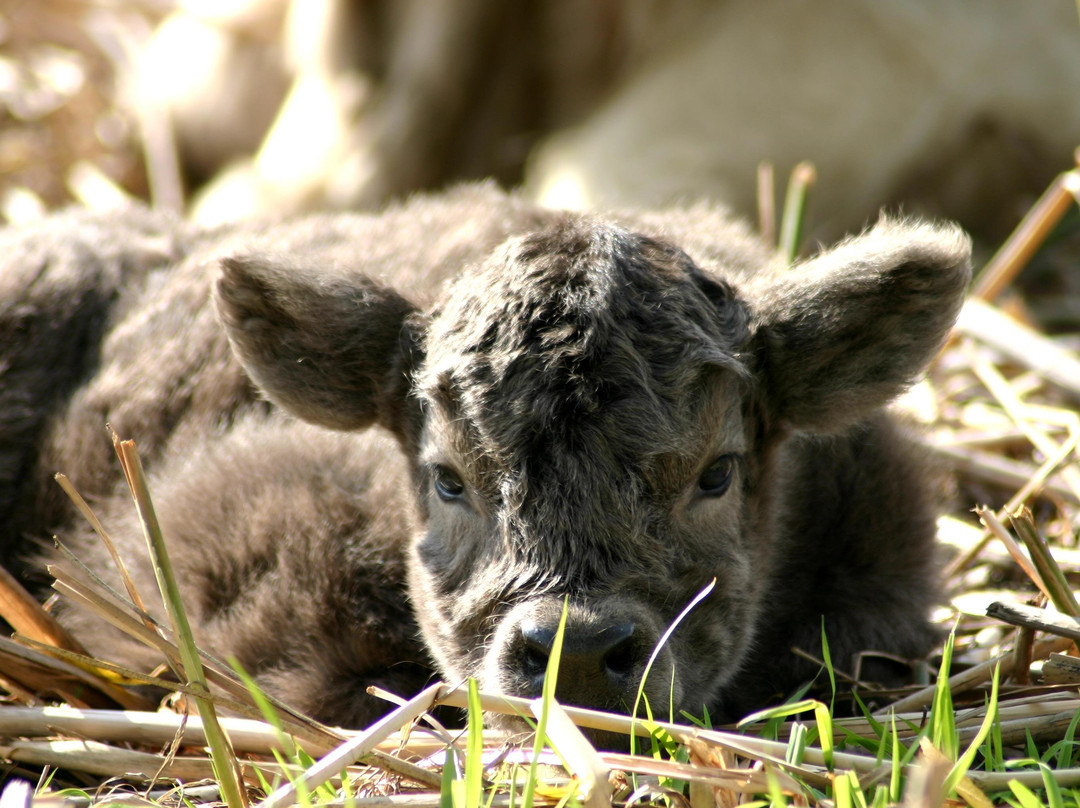 Sutton Ridge Farm-Jordan必去景点