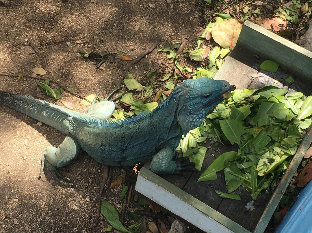 Blue Iguana Conservation Tour景点图片