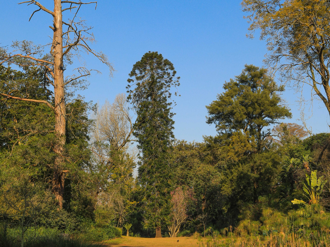 KwaZulu-Natal National Botanical Garden-彼得马里茨堡必去景点