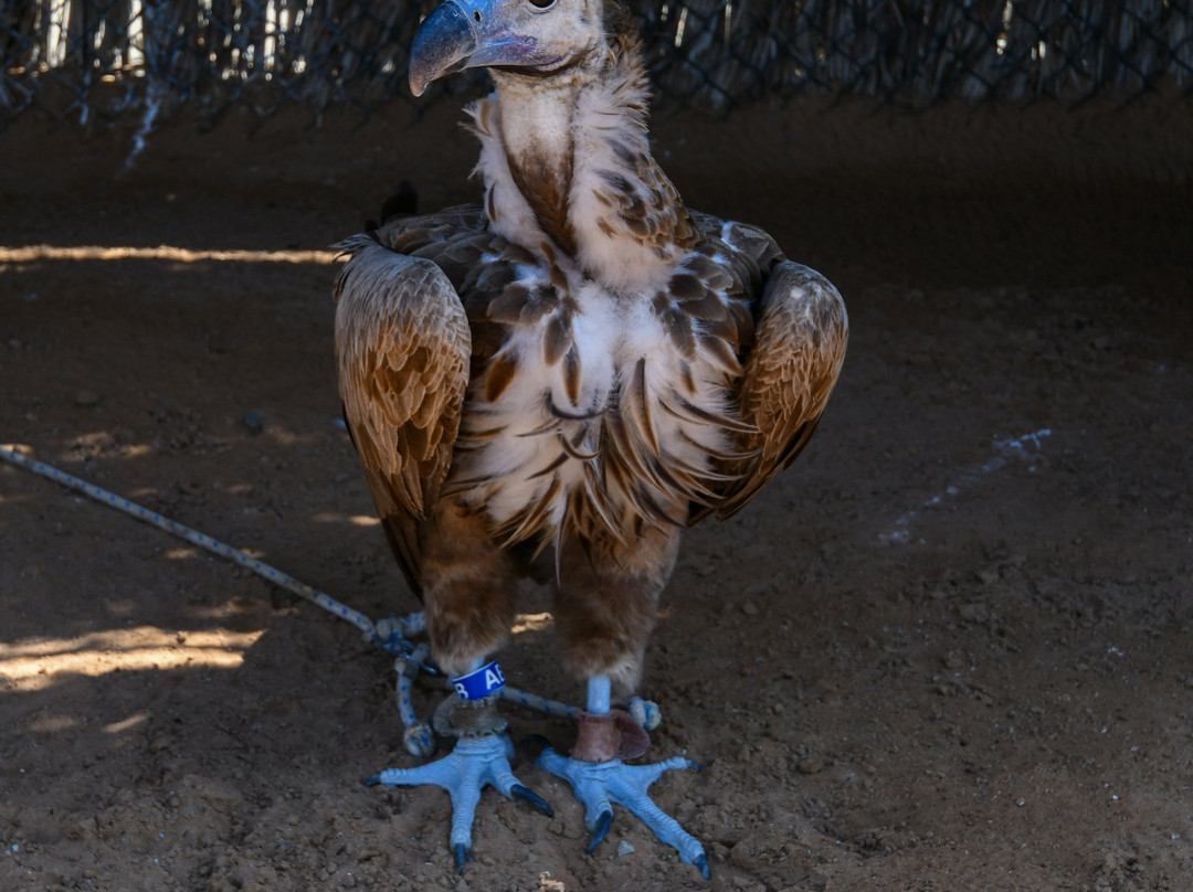 Kalba Bird of Prey Centre-富查伊拉必去景点