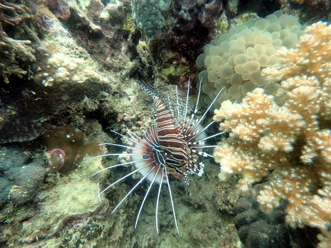 SK Divers Center-拉普拉普必去景点