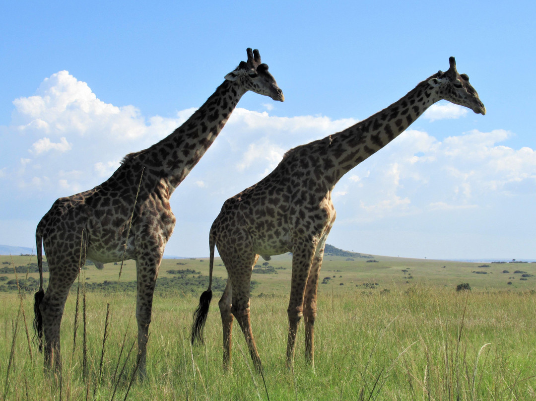 Pure Nature - Safaris in Kenya Ltd.景点图片
