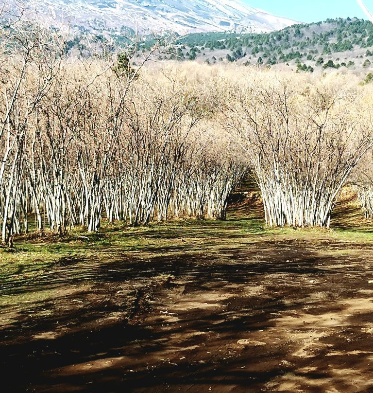 Agriturismo Feudo Magazzeni主图