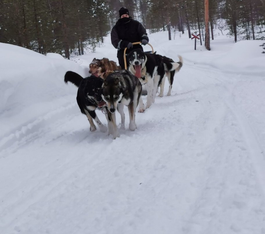 Extreme Huskies景点图片