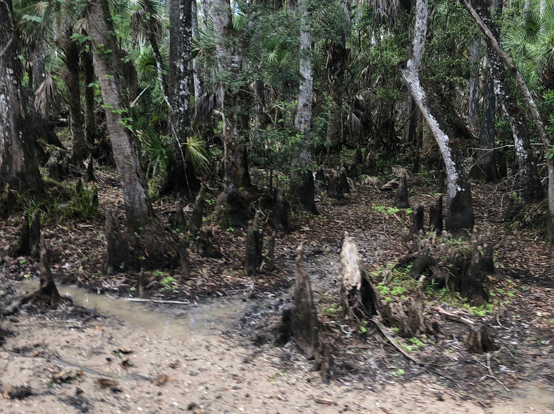 Fred C. Babcock-Cecil M. Webb Wildlife Management Area-蓬塔戈尔达必去景点