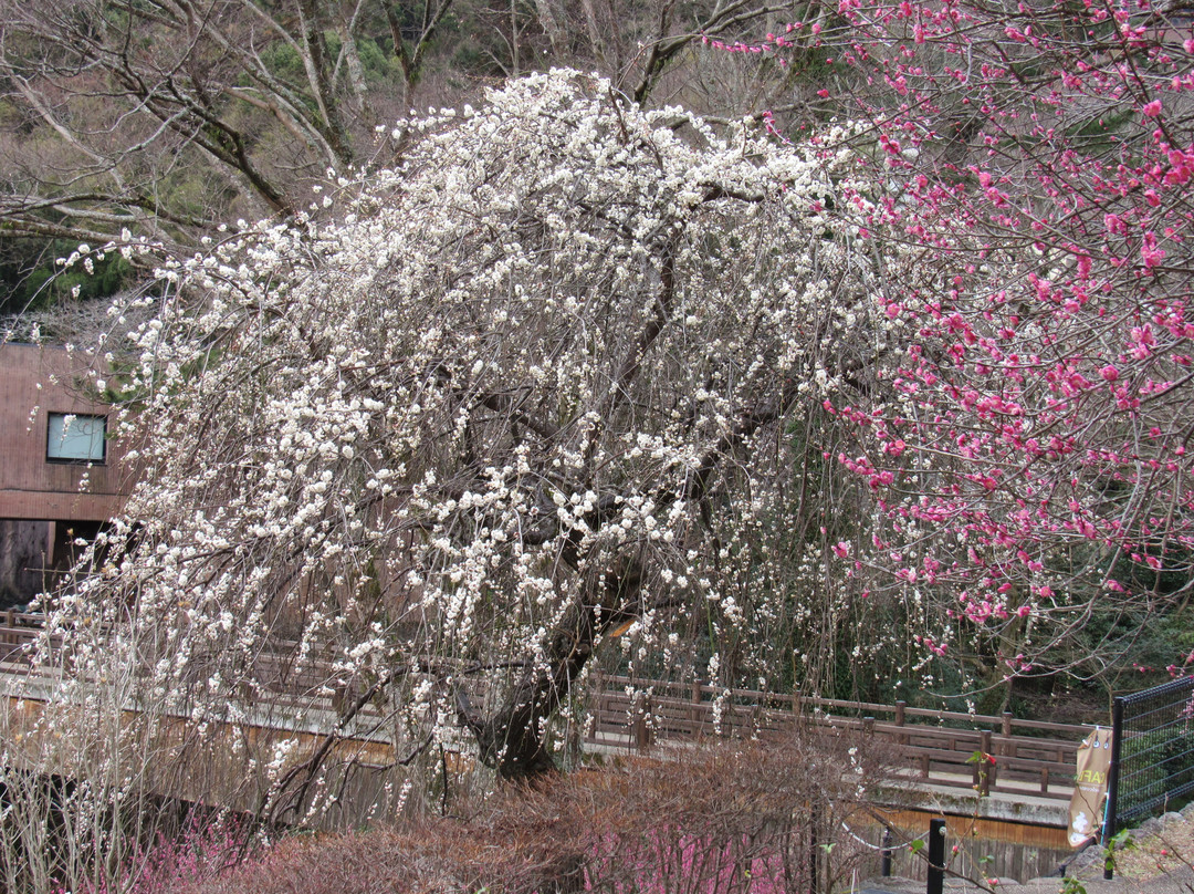 Atami Baien Ume Blossom Festival-热海市必去景点