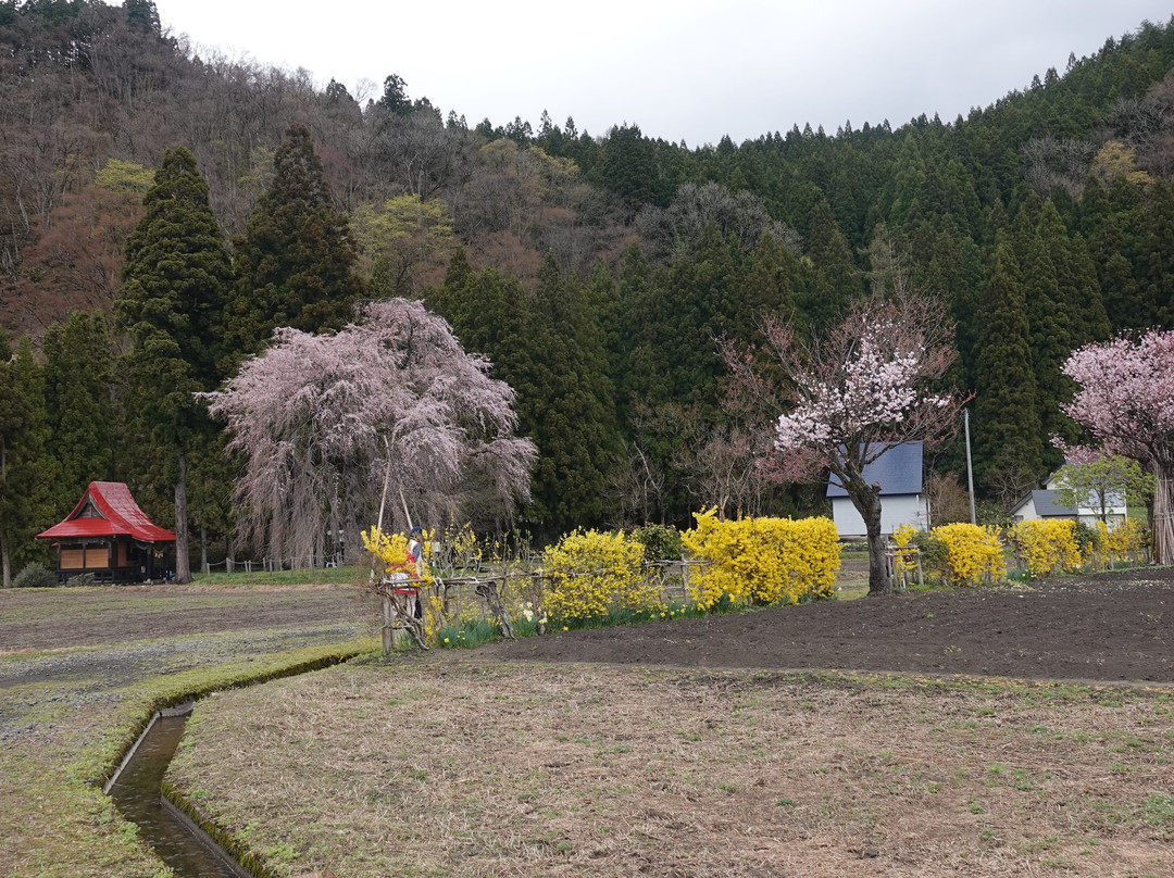 Weeping Cherry Tree of Oshira-sama-汤泽市必去景点
