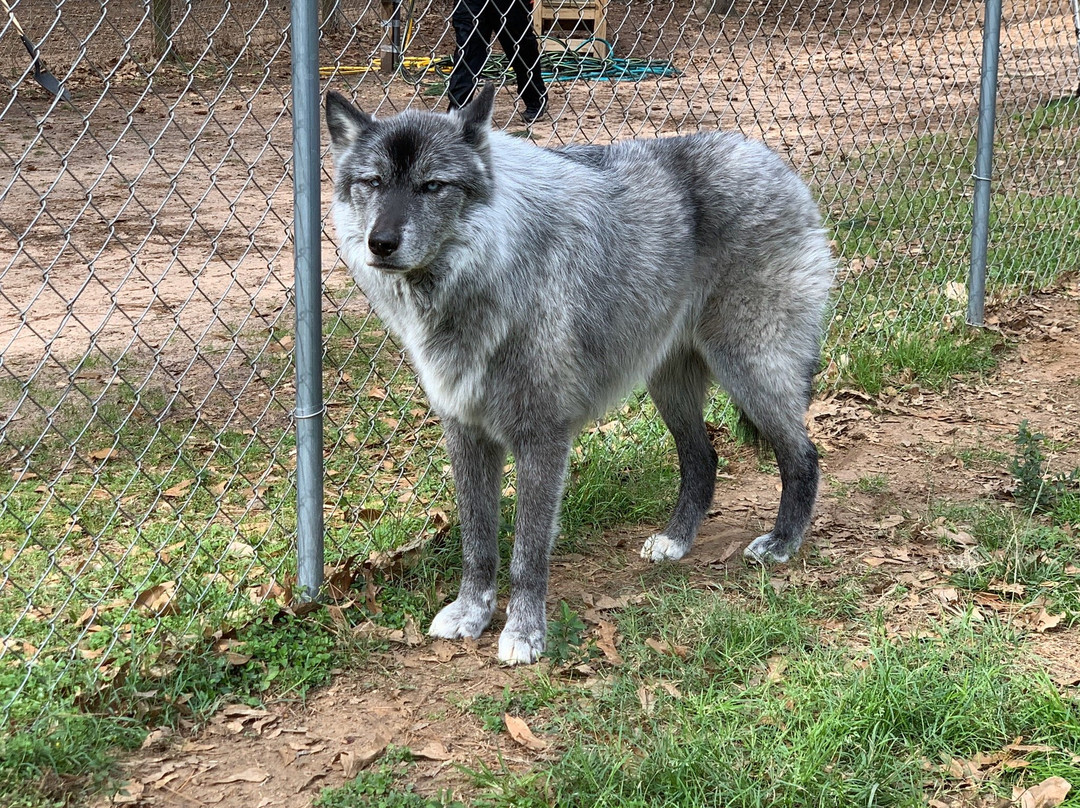 Texas Wolfdog Project景点图片