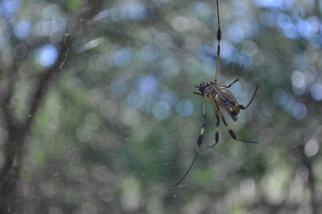 Parque Ecoturistico Jaltun-塞莱斯顿必去景点