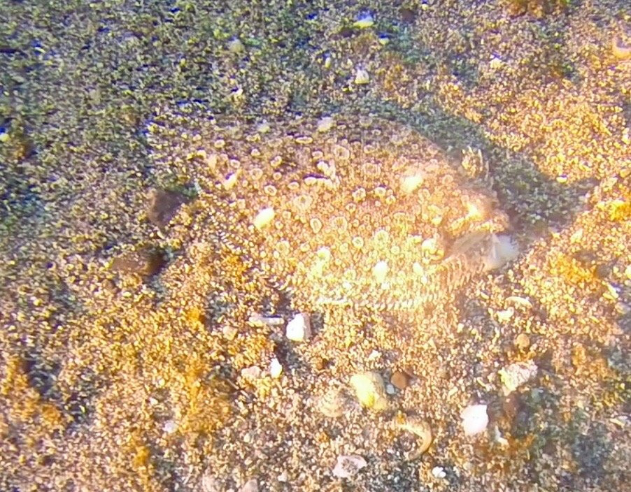 Golden Rock Dive Center-圣尤斯泰希厄斯岛必去景点