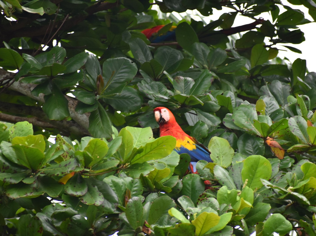 Mangrove Wildlife Tours景点图片