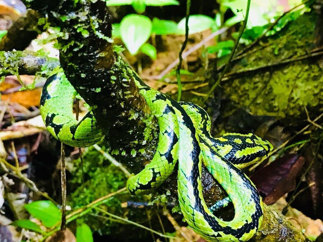 Rainforest Tours (Sinharaja)-Deniyaya必去景点