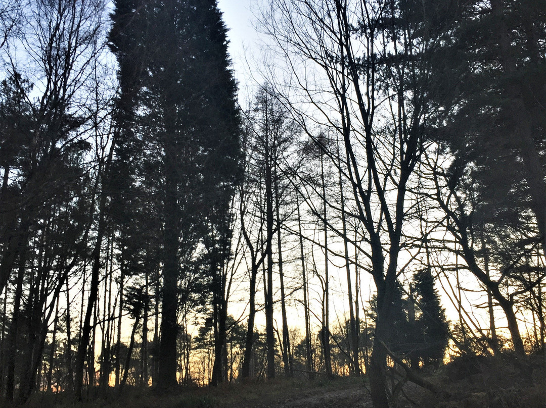 Footland Wood景点图片