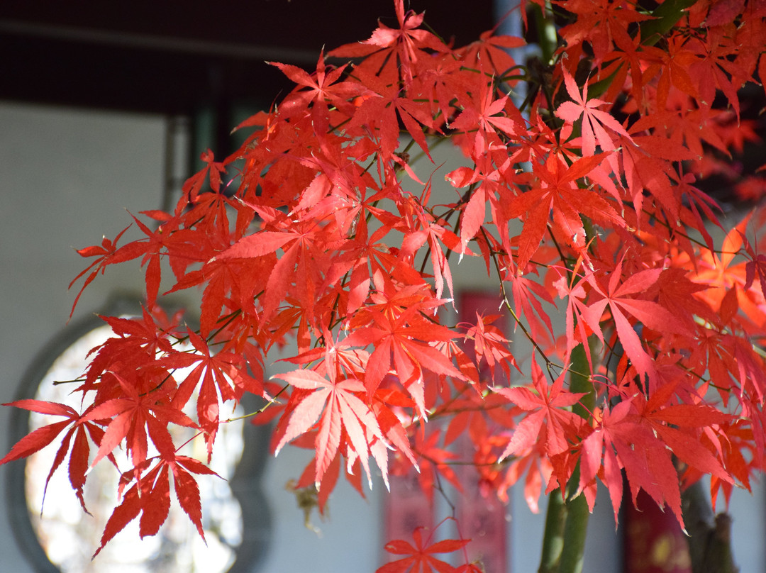 黄山市赛金花故居-归园景区-黟县必去景点