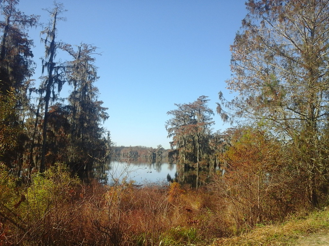 Lake Martin Rookery景点图片