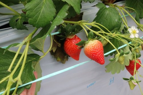 Strawberrieno Shimoda-日进市必去景点