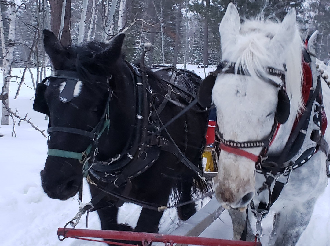 Andy's Trail Rides-Lead必去景点