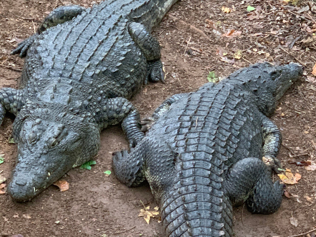 Livingstone Crocodile Park景点图片