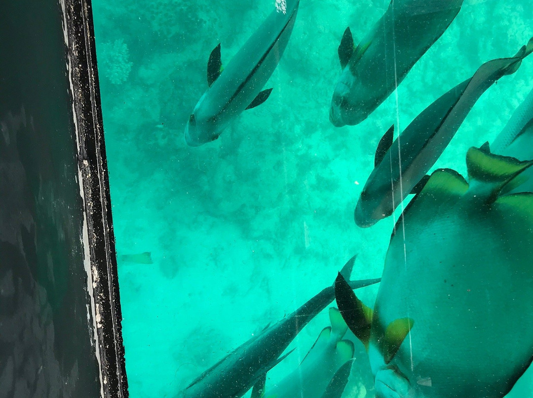 Green Island Cruise - Day Tour (Big Cat Green Island Reef Cruise)景点图片