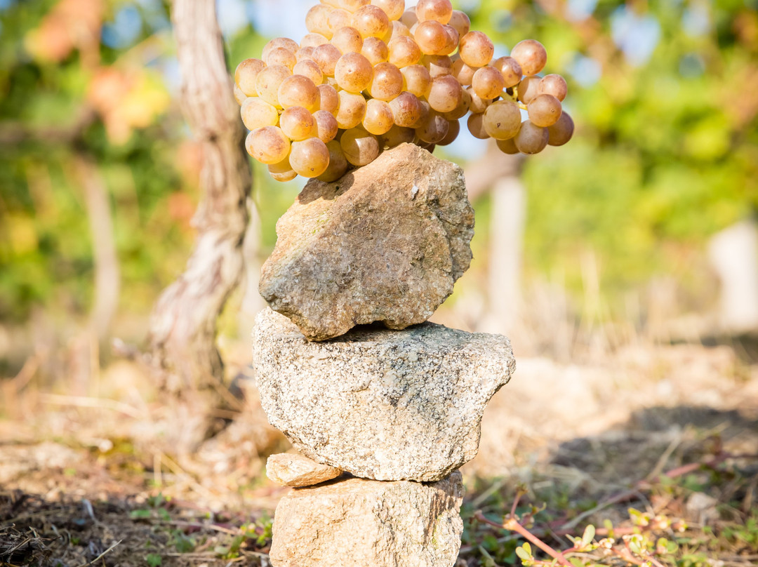 Domaine Michelas St Jemms景点图片