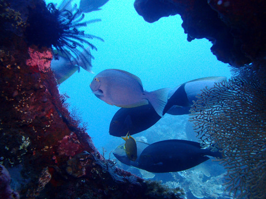 Bali Breizh Divers-沙努尔必去景点