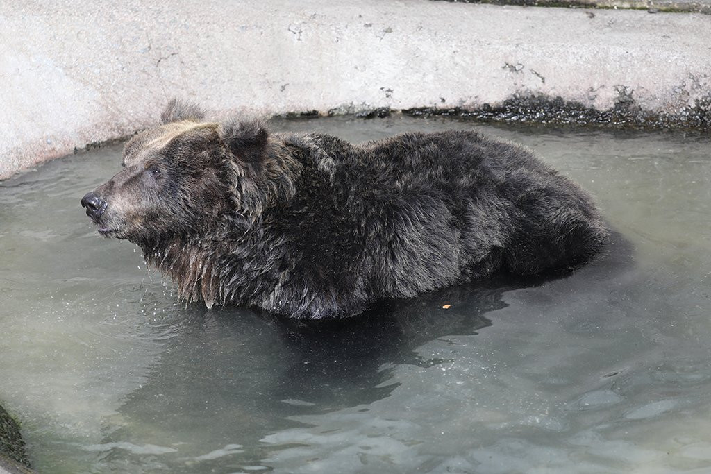 Cuddly Dominion-阿苏市必去景点