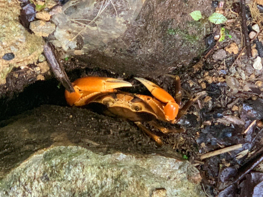 Spanny Falls-多米尼克必去景点