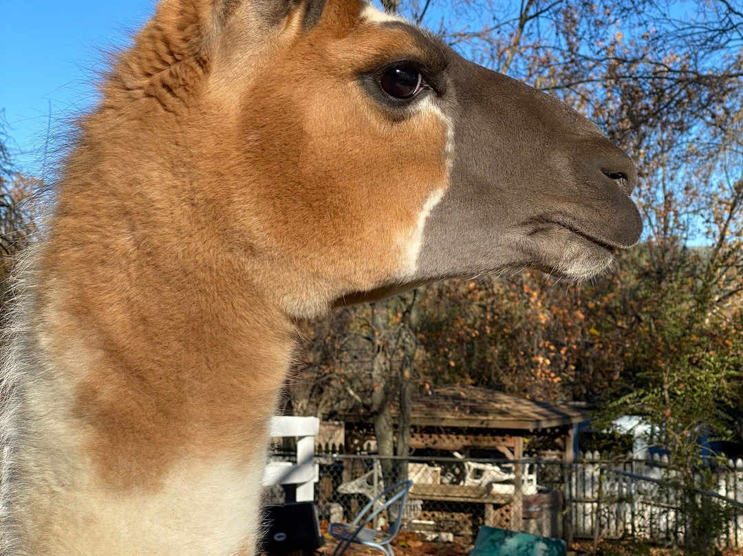 Llamas of Circle Home景点图片
