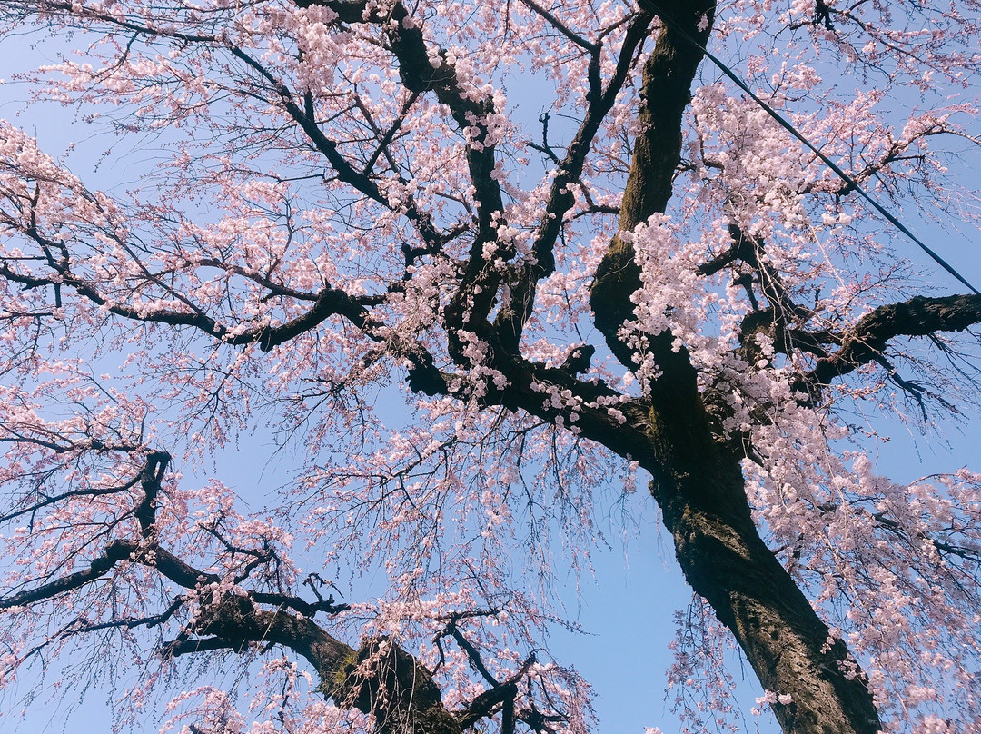 Emmyo-ji Temple-犬山市必去景点