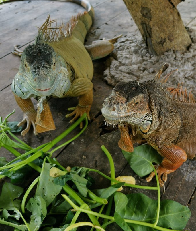 BSL Ecofarm-Ayer Hitam必去景点