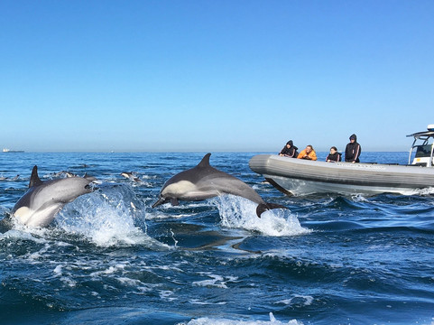 Adventure Whale Watching