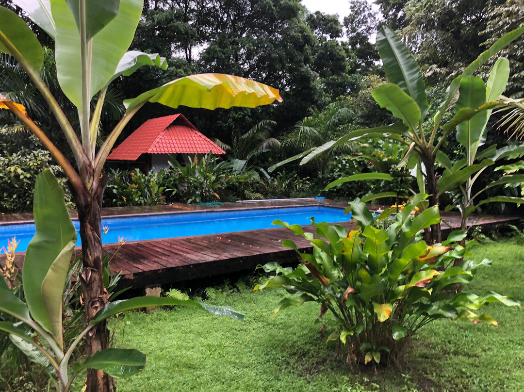 The Monkey Bowl主图