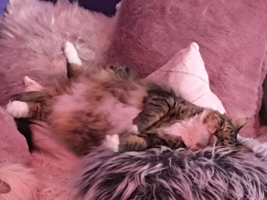 Catmosphere Cat Cafe-Surry Hills必去景点