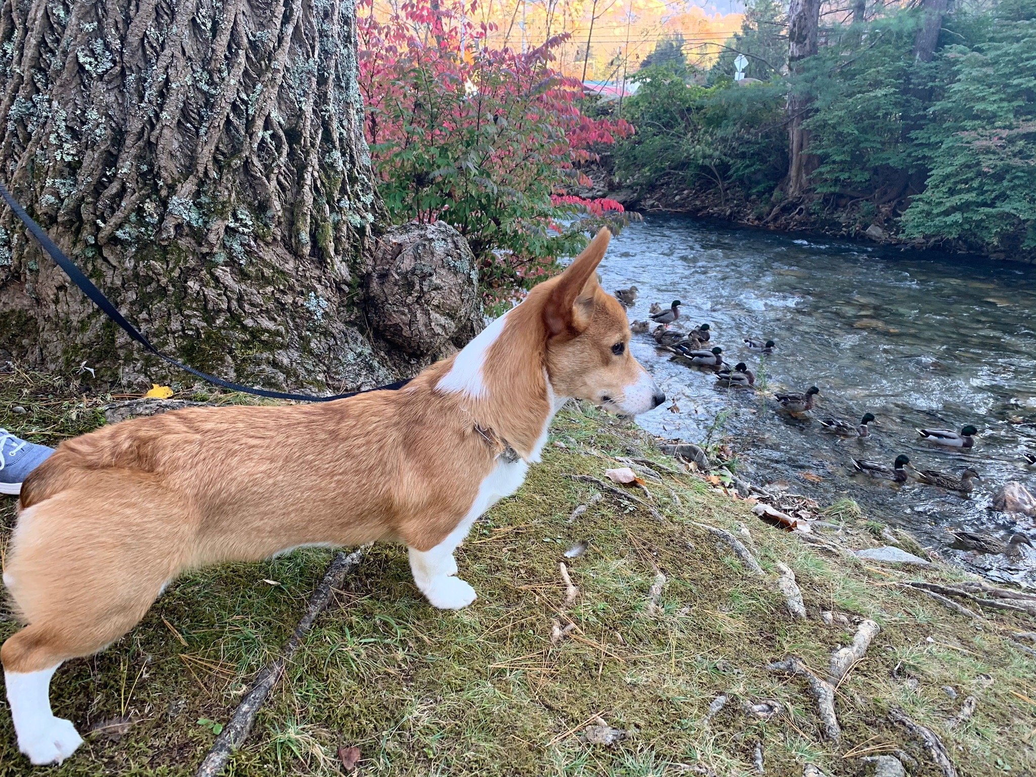 Rolling Brook Inn-官方