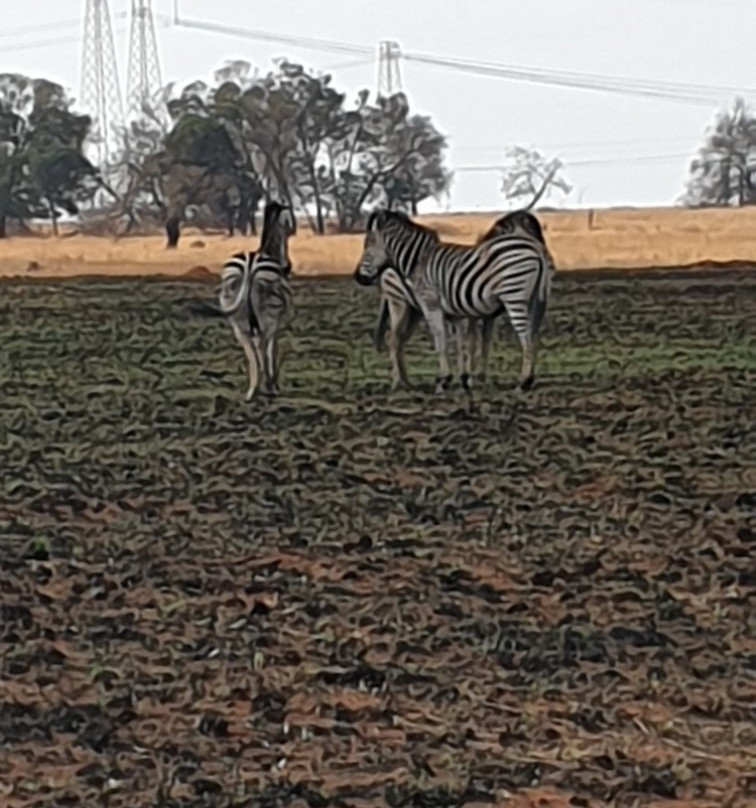 Rietfontein Nature Reserve景点图片