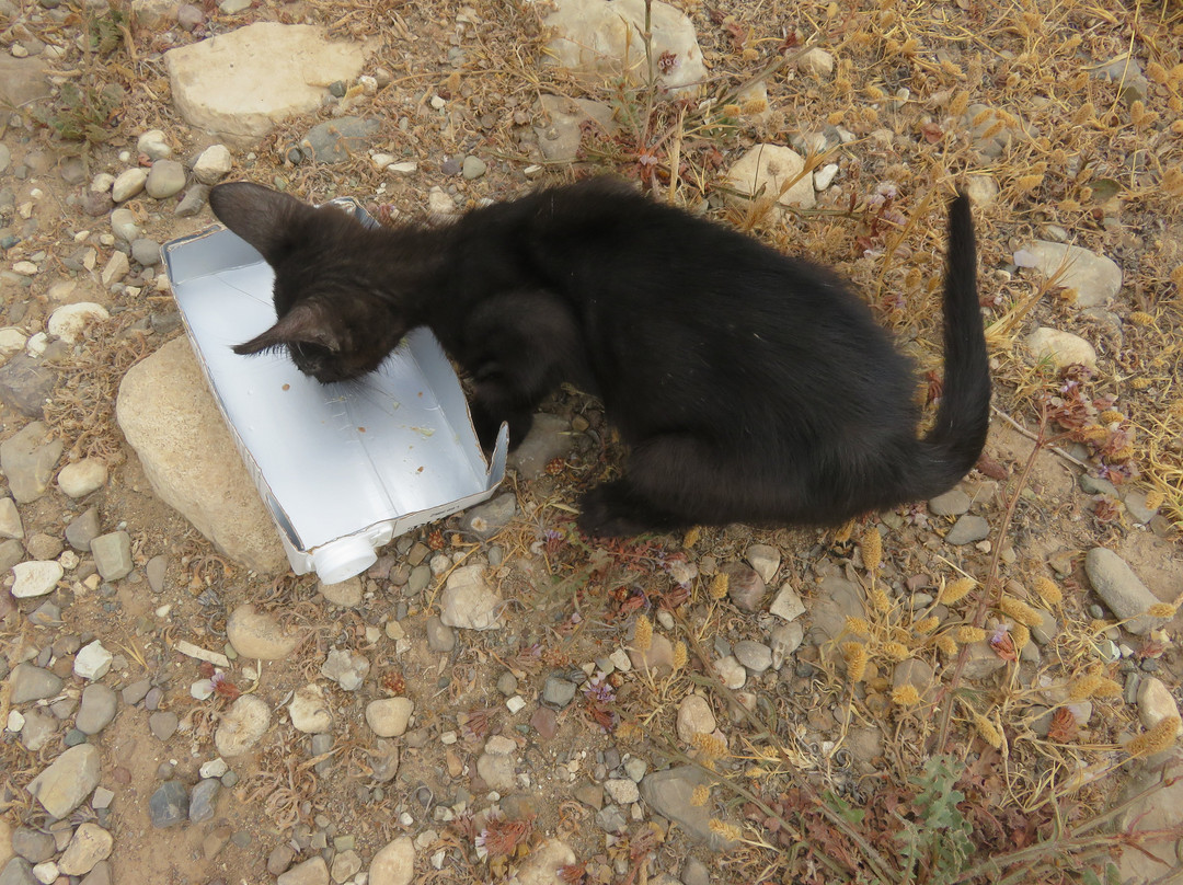 Toxeftra Beach-帕福斯必去景点