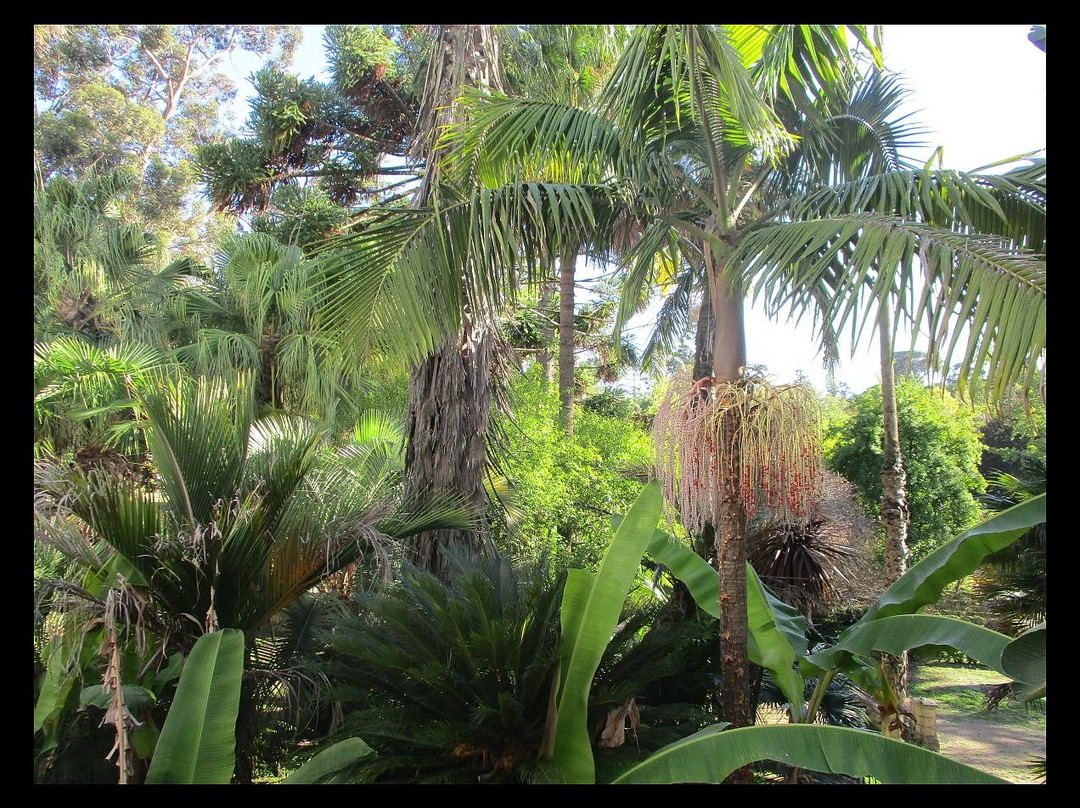 Jardim Botanico景点图片