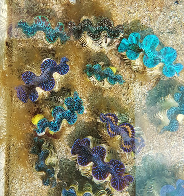 Tabon te Keekee主图