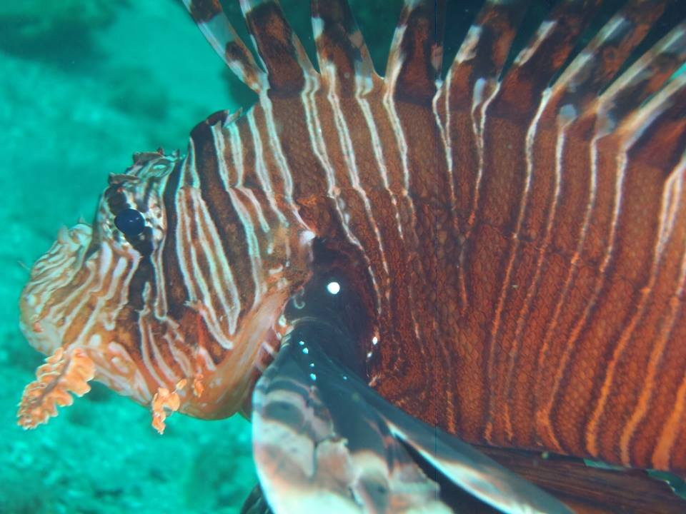 Musandam Discovery Diving-海塞卜必去景点