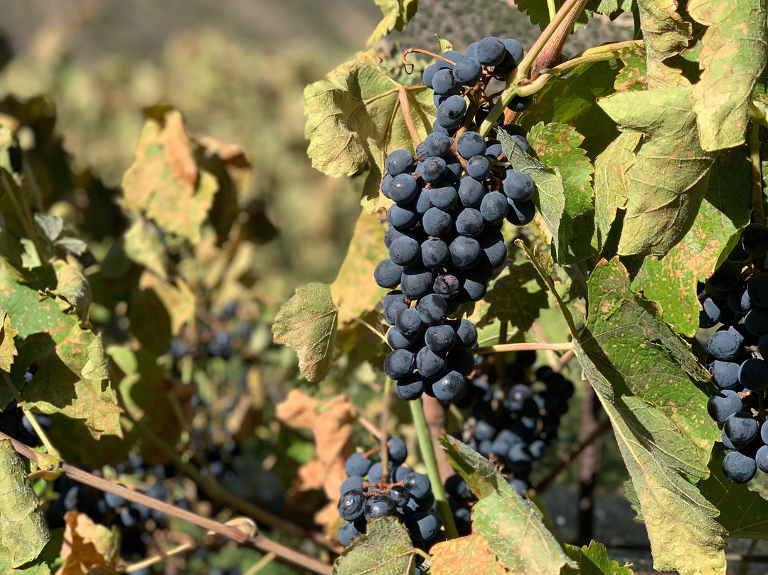Black Mesa Winery-Velarde必去景点