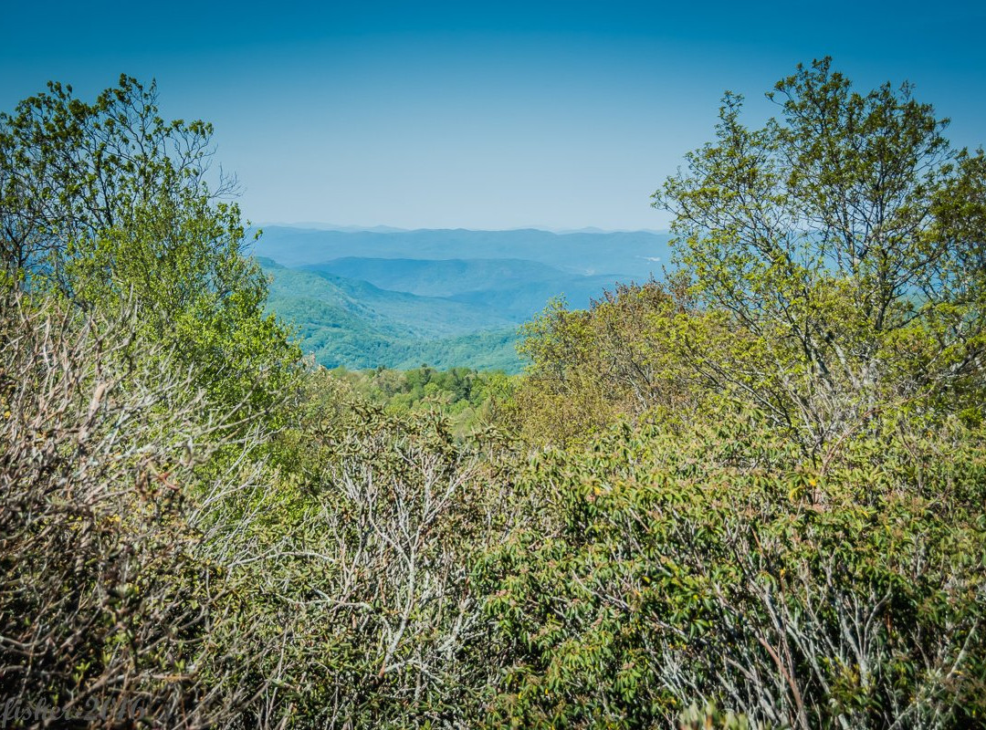 Sassafras Mountain景点图片