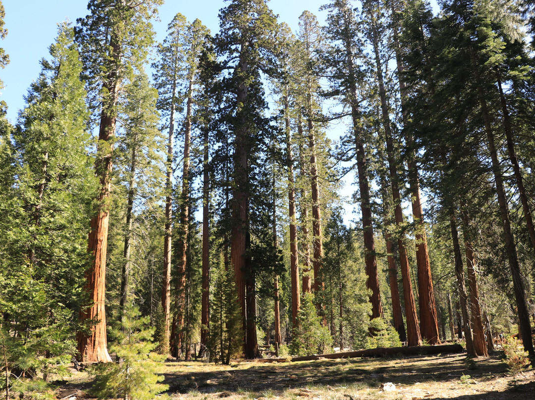 Big Tree Trail-优胜美地国家公园必去景点