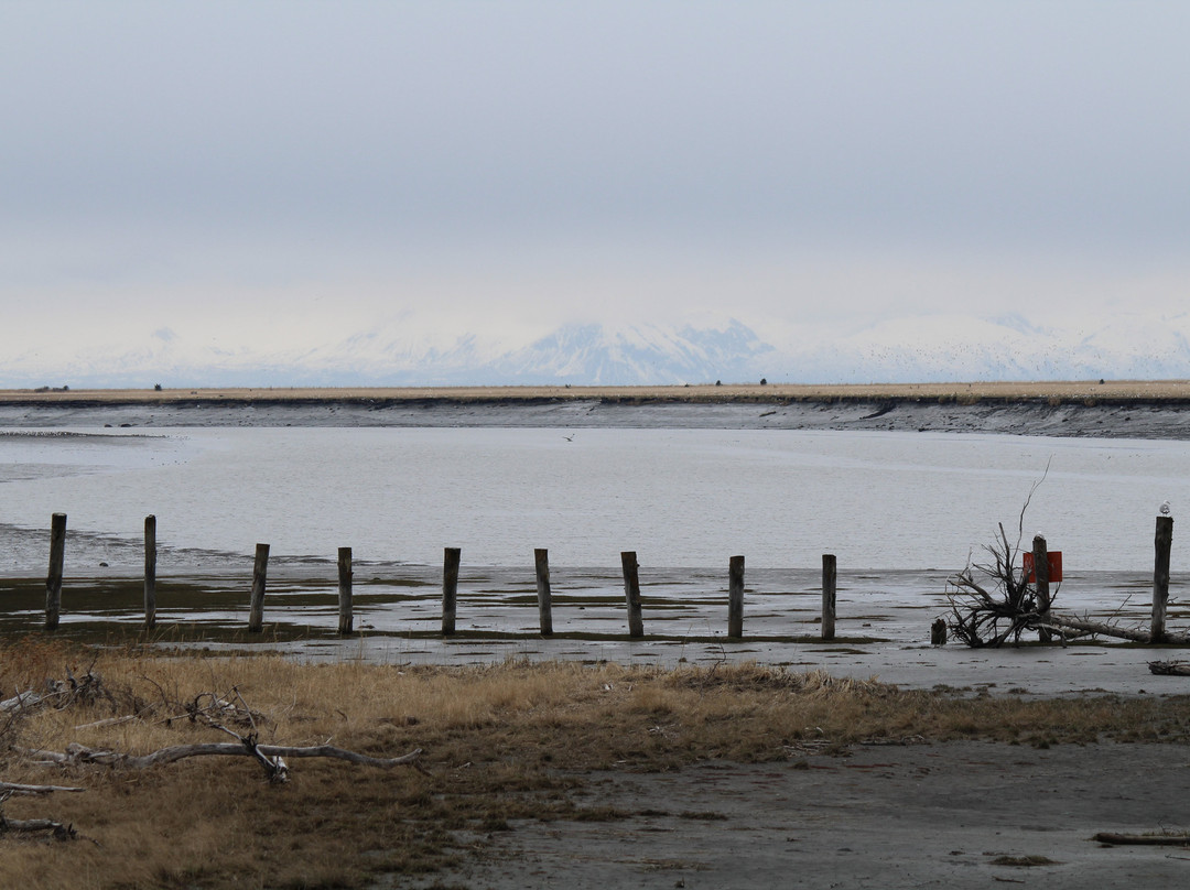 Kenai River Estuary