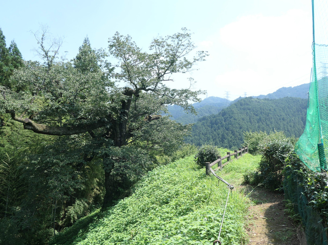 Kogonji Temple-秋留野市必去景点