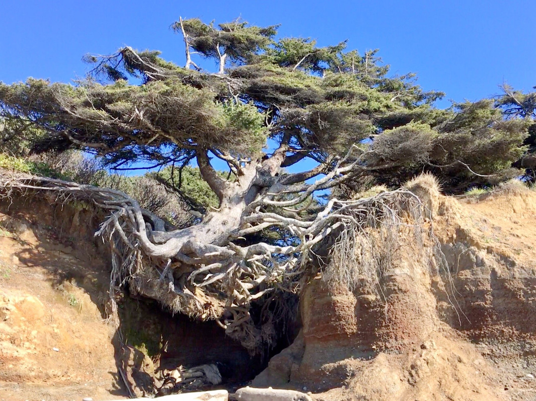 Tree Root Cave景点图片