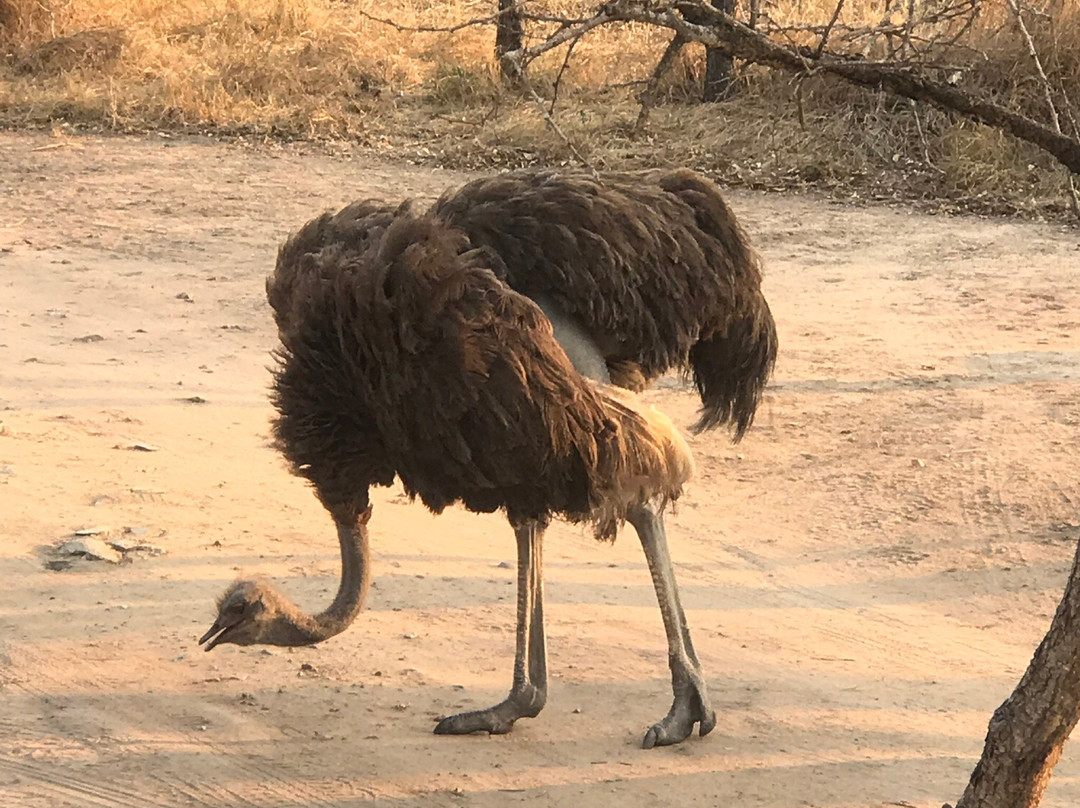 Manzini Marloth Park主图