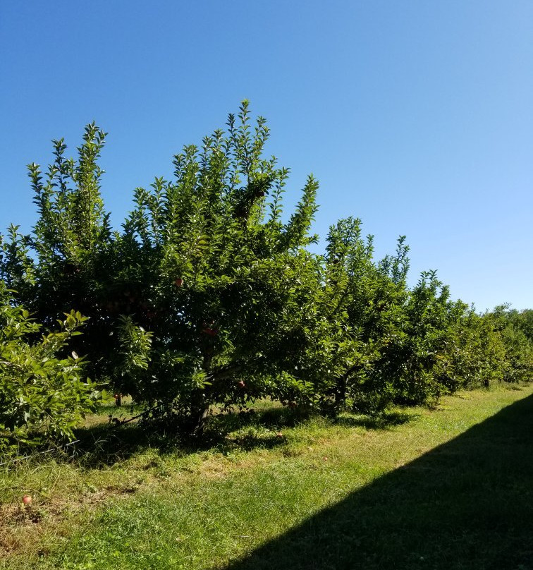 Woodside Orchards景点图片